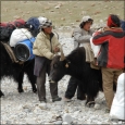 Loading yaks to go to intermediate camp
