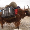 Yak loaded at intermediate camp for ABC