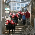 Yaks loaded with XE2 equipment